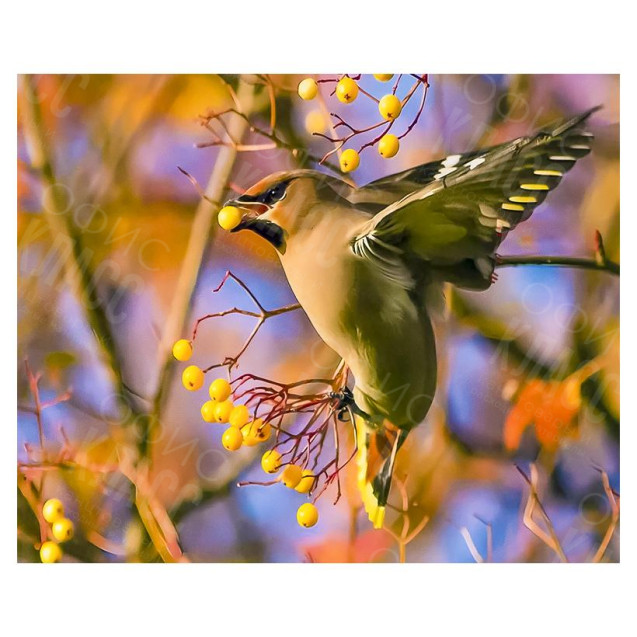 АЛМАЗНАЯ ЖИВОПИСЬ 30Х40 GLD62649 В КАРТОННОЙ КОРОБКЕ