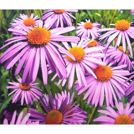 АЛМАЗНАЯ ЖИВОПИСЬ 40Х50 GLE77248 В КАРТОННОЙ КОРОБКЕ