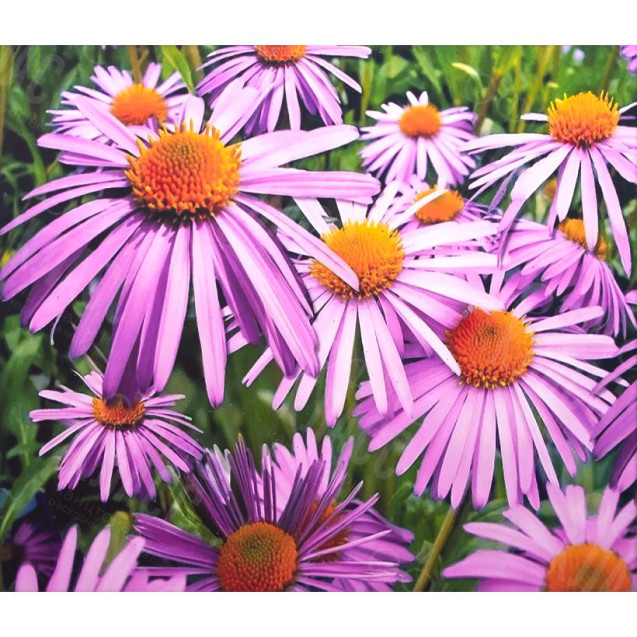 АЛМАЗНАЯ ЖИВОПИСЬ 40Х50 GLE77248 В КАРТОННОЙ КОРОБКЕ