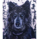 АЛМАЗНАЯ ЖИВОПИСЬ 40Х50 GLE77610 В КАРТОННОЙ КОРОБКЕ