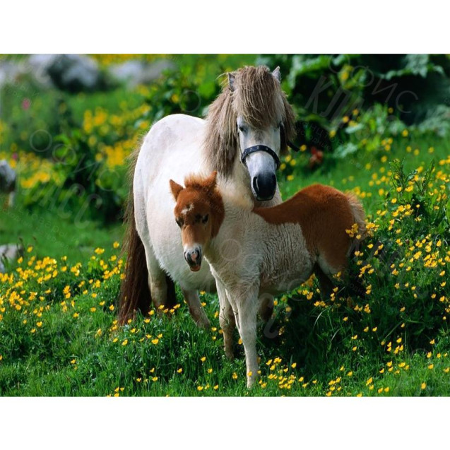 КАРТИНА ПО НОМЕРАМ 40X50 RA73473 В КОРОБКЕ, АКРИЛОВЫЕ КРАСКИ, NEW!