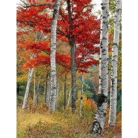 КАРТИНА ПО НОМЕРАМ 40X50 RA73480 В КОРОБКЕ, АКРИЛОВЫЕ КРАСКИ, NEW!