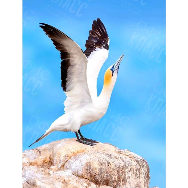 КАРТИНА ПО НОМЕРАМ 40X50 RA73578 В КОРОБКЕ, АКРИЛОВЫЕ КРАСКИ, NEW!