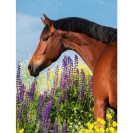 КАРТИНА ПО НОМЕРАМ 40X50 RA73589 В КОРОБКЕ, АКРИЛОВЫЕ КРАСКИ, NEW!