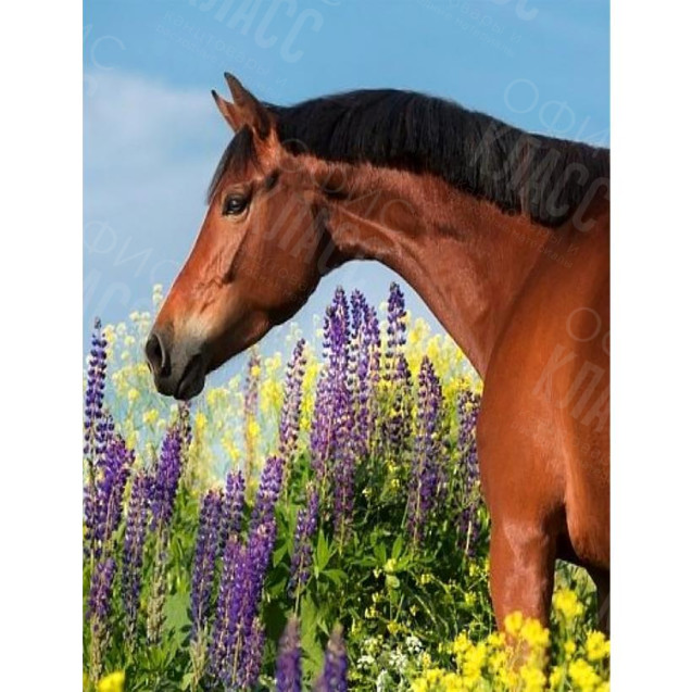 КАРТИНА ПО НОМЕРАМ 40X50 RA73589 В КОРОБКЕ, АКРИЛОВЫЕ КРАСКИ, NEW!