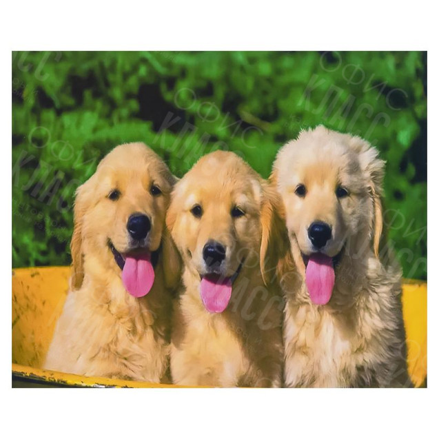 АЛМАЗНАЯ ЖИВОПИСЬ 30Х40 GLD62411 В КАРТОННОЙ КОРОБКЕ