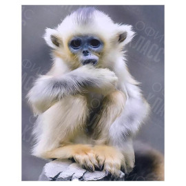 АЛМАЗНАЯ ЖИВОПИСЬ 30Х40 GLD62520 В КАРТОННОЙ КОРОБКЕ